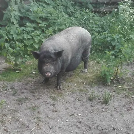 Ferien Auf Dem Lande בית נופש Leopoldshagen